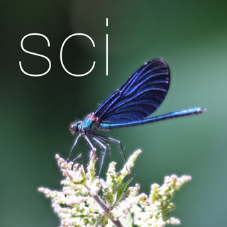 area SCI