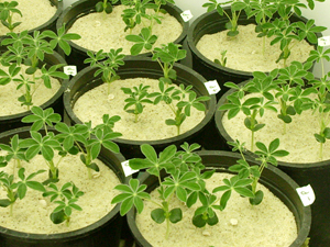 white lupin growth chamber