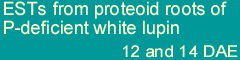 ESTs from proteoid roots of P-deficient white lupin 12 and 14 DAE